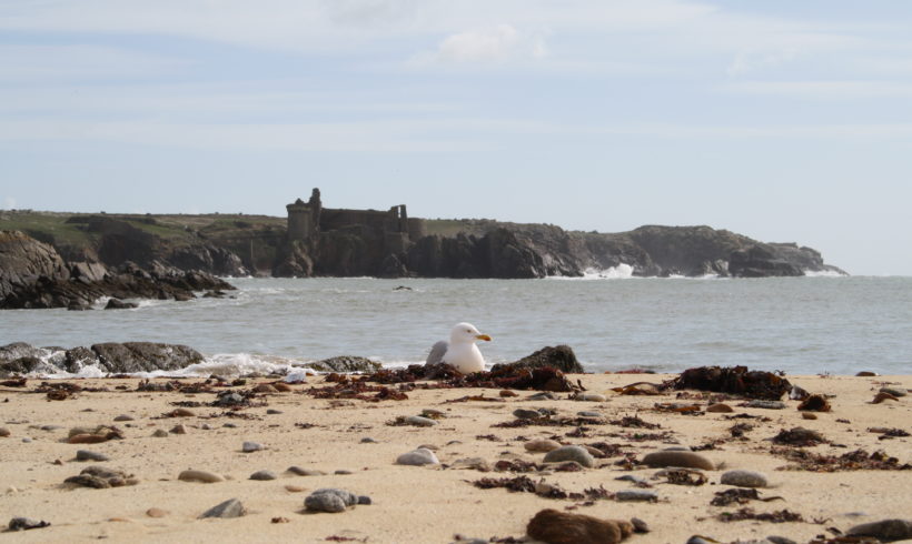 Goéland argenté à l'Ile d'Yeu - Photo © Sandrine Desmarest - LPO Vendée