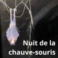 A la rencontre des chauves-souris