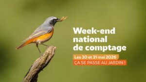 Participez au comptage “Oiseaux des jardins”