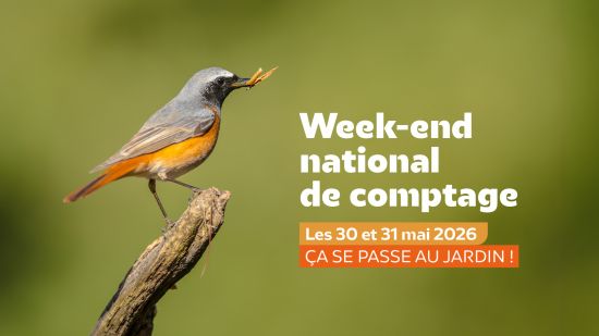 Oiseaux des jardins : comptage national le s30 & 31 mai 2026