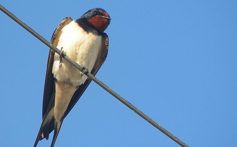 Hirondelle Rustique - Photo © Stéphane Rapin