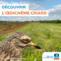 Rassemblement postnuptial du Courlis de terre