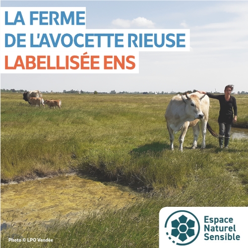 Les barges et l'avocette rieuse - Sortie spéciale AG de la LPO Vendée