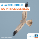 Journée Busards et Hiboux en Marais breton