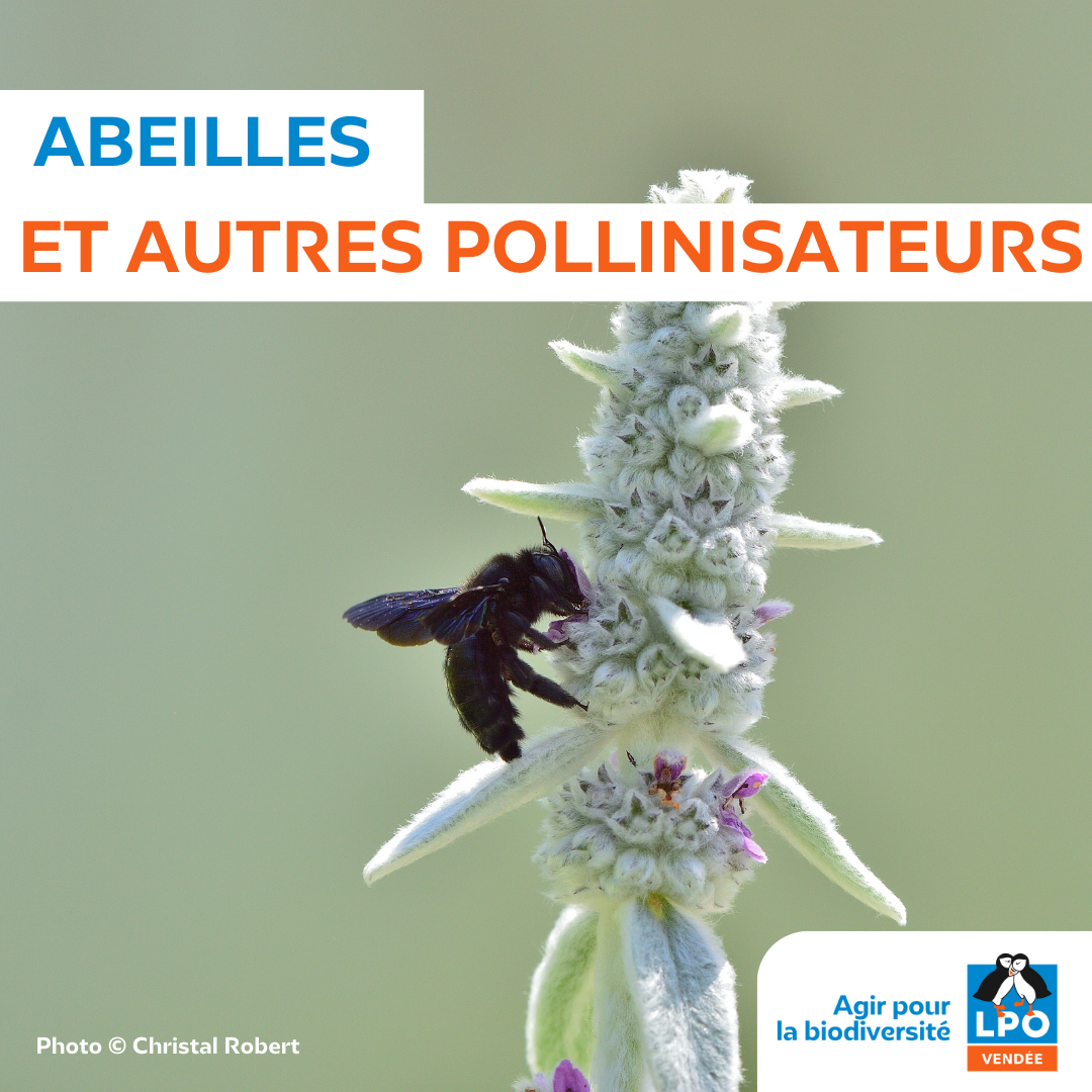 Abeilles et autres pollinisateurs