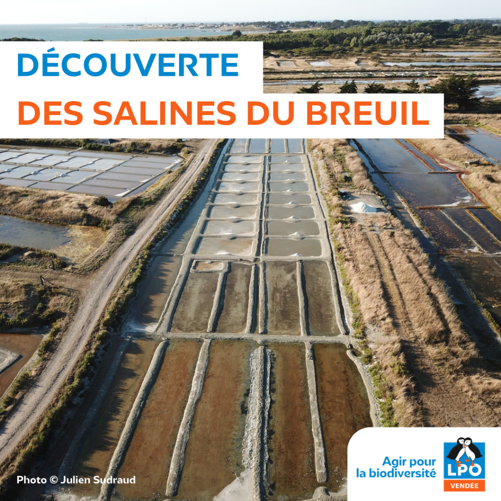 Découverte des Salines du Breuil © Julien Sudraud -LPO Vendée