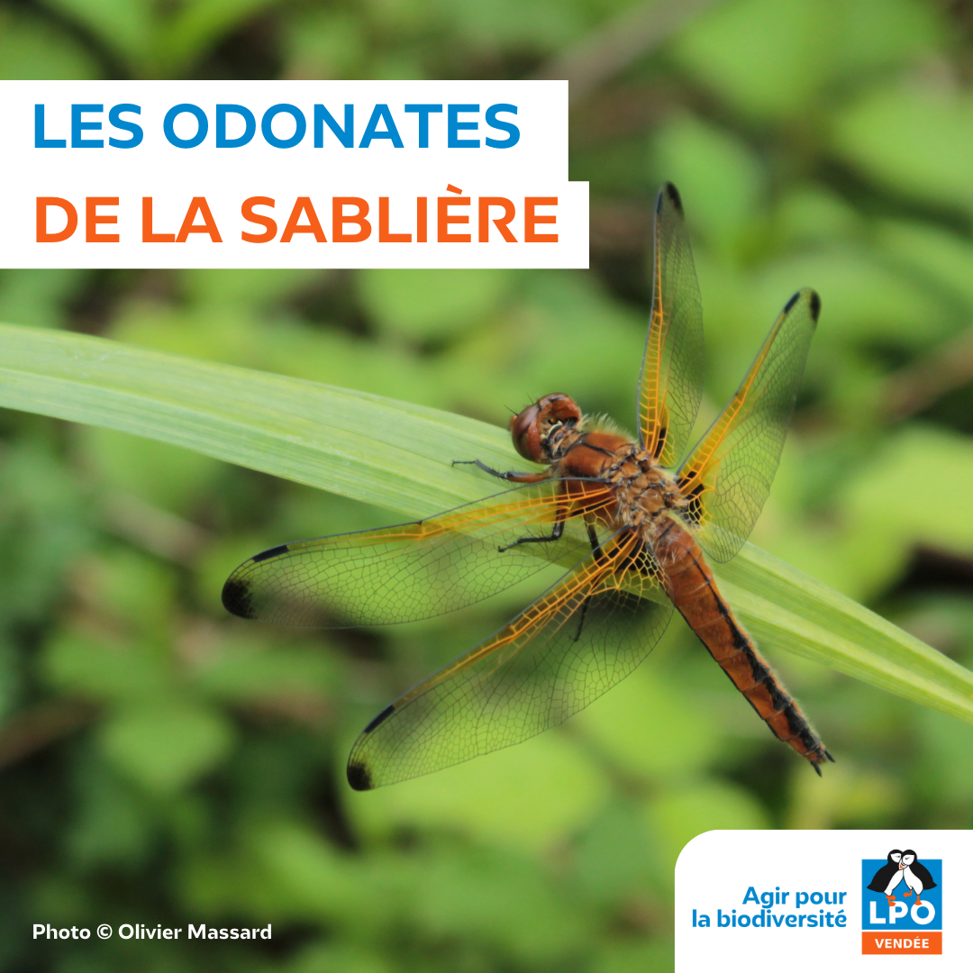 Les odonates de la Sablière