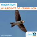 Oiseaux migrateurs à La Pointe