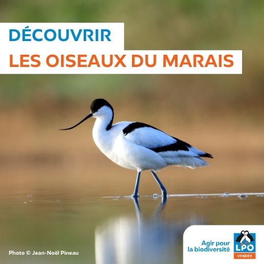 Des oiseaux au Daviaud - Sortie spéciale AG de la LPO Vendée