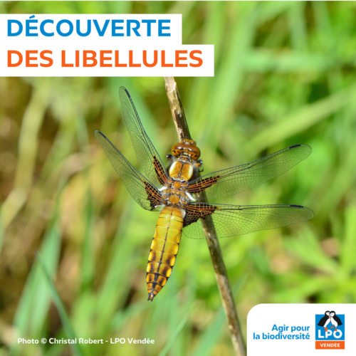 Jeune demoiselle recherche une mare mortelle