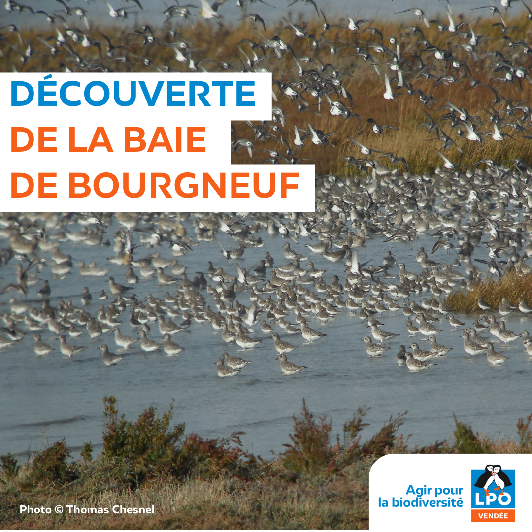 Les premiers hivernants de Fromentine