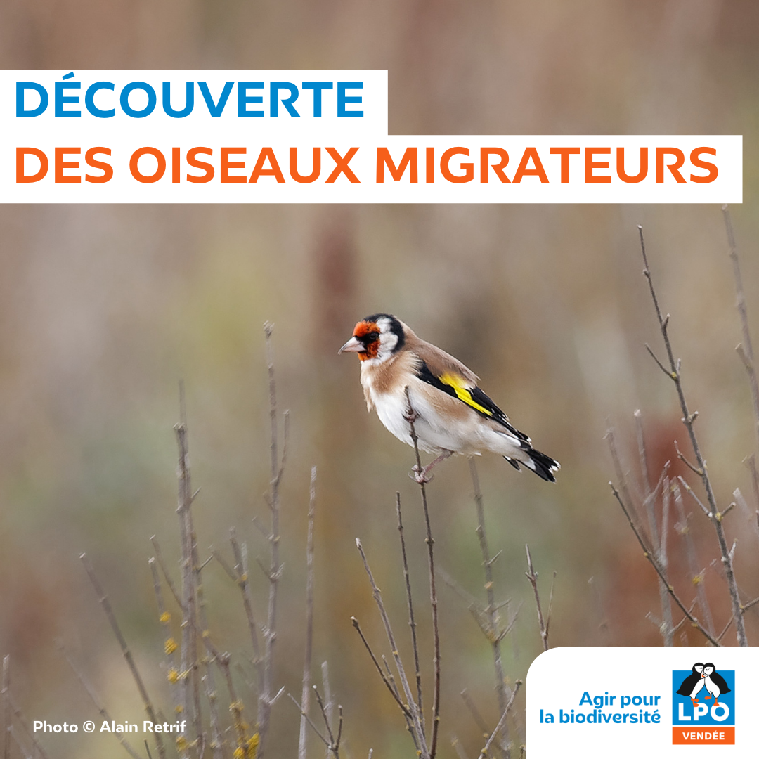À la rencontre des oiseaux migrateurs