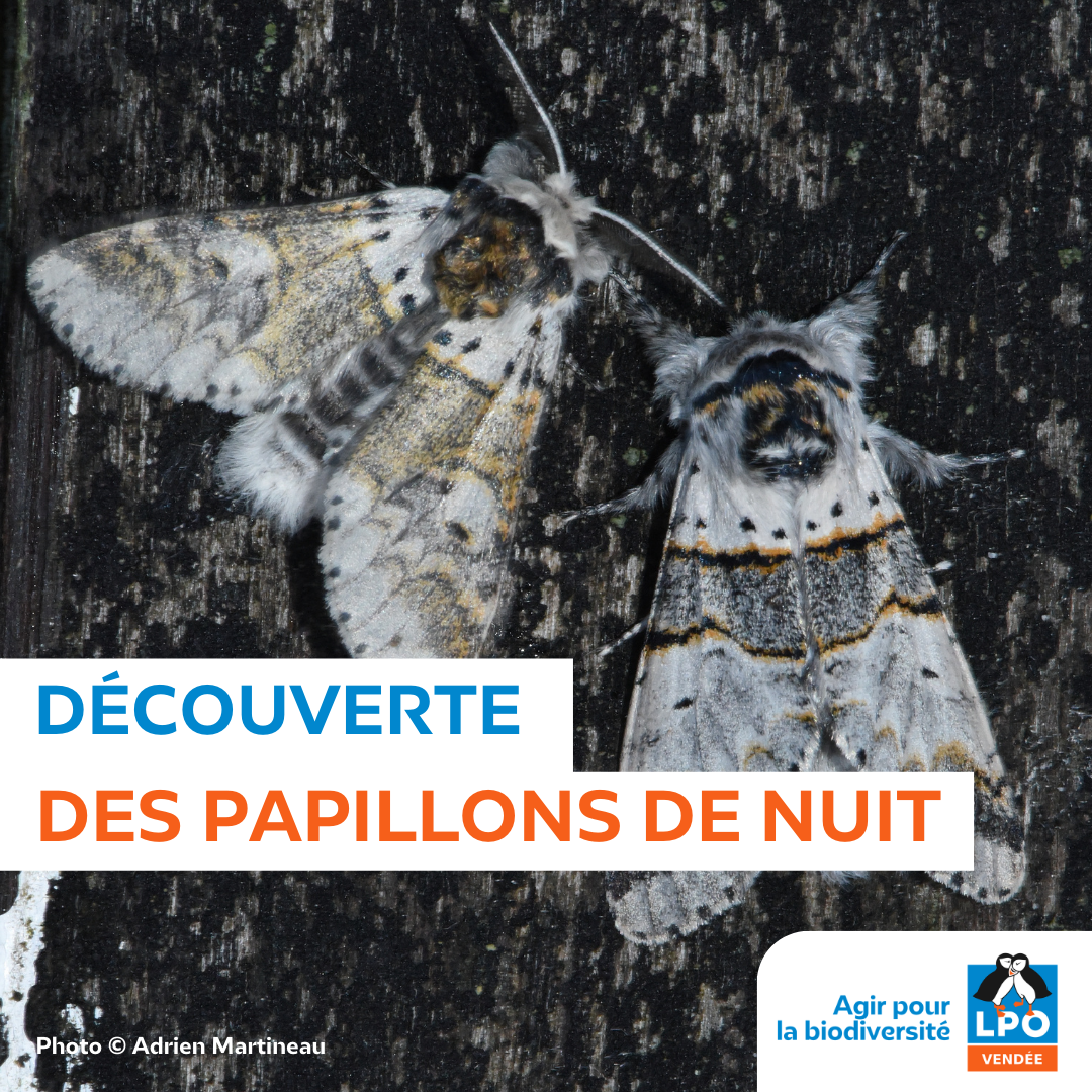 Découverte des papillons de nuit du Daviaud