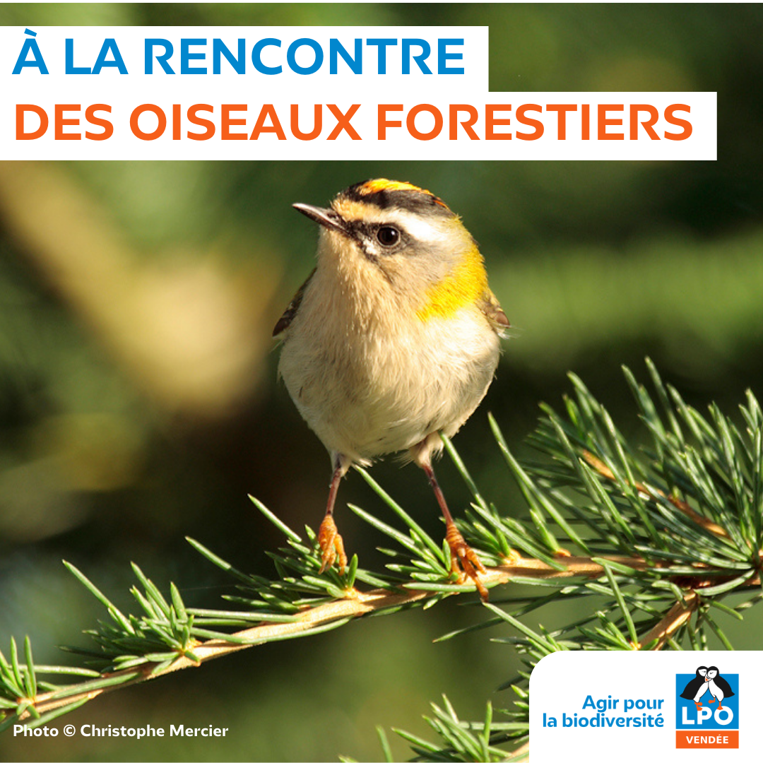 À la rencontre des oiseaux forestiers