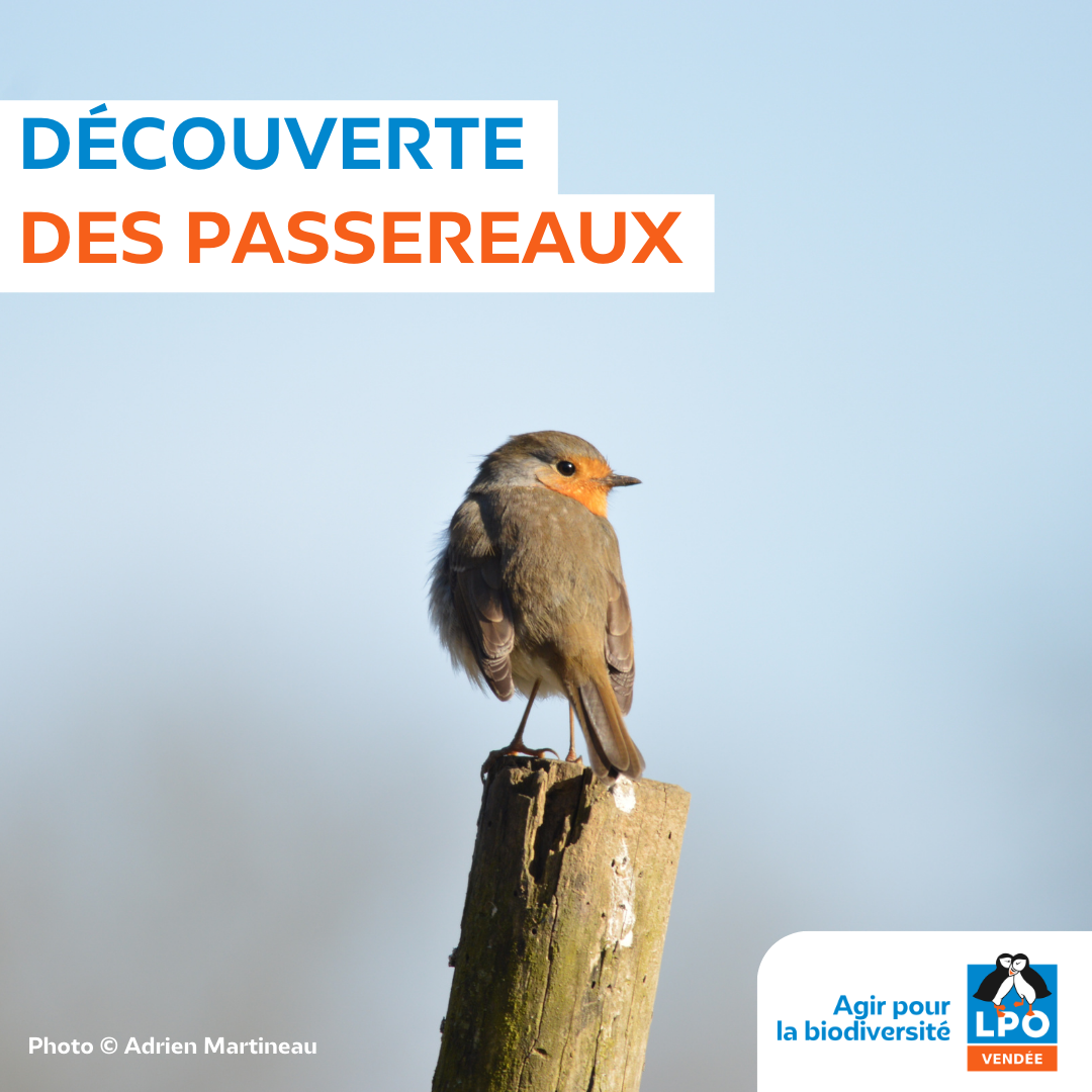 Observation des Grives et des oiseaux hivernants