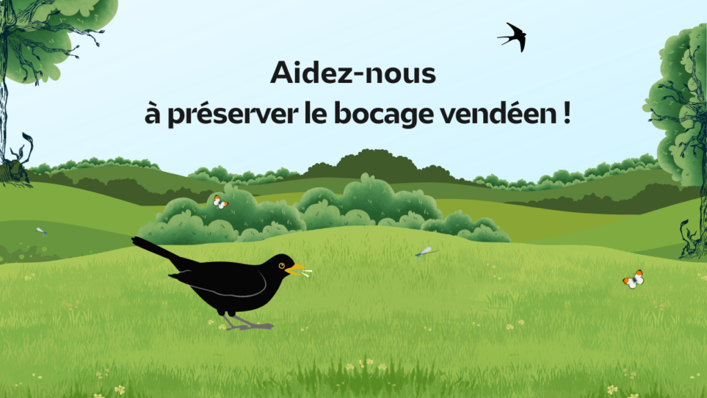 Bois Joli Vignette Site Web