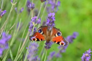 Portes ouvertes de jardins Refuges LPO du 20 au 24 mai 2026