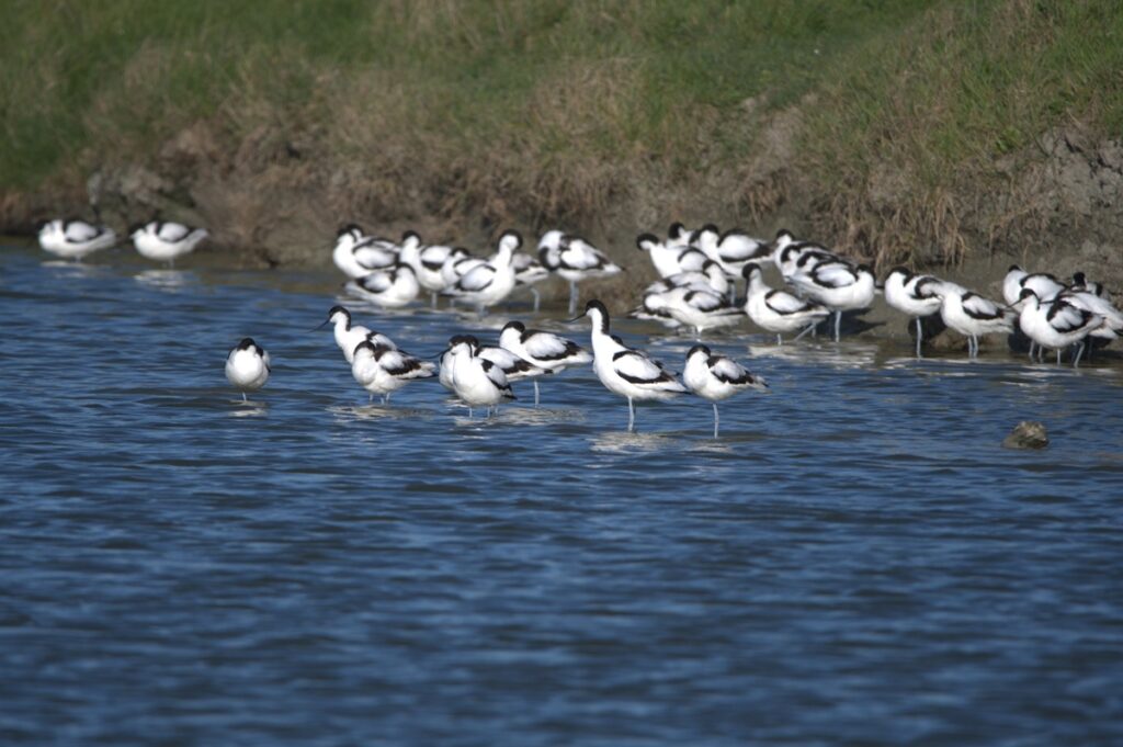 Avocettes élégantes sur la RNR Marais du Bout De Sac - Photo © Eloïse Perrudin - LPO Vendée