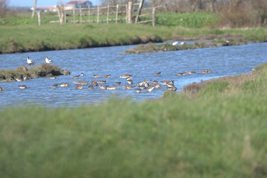 RNR Marais du Bout De Sac - Photo © Eloïse Perrudin - LPO Vendée