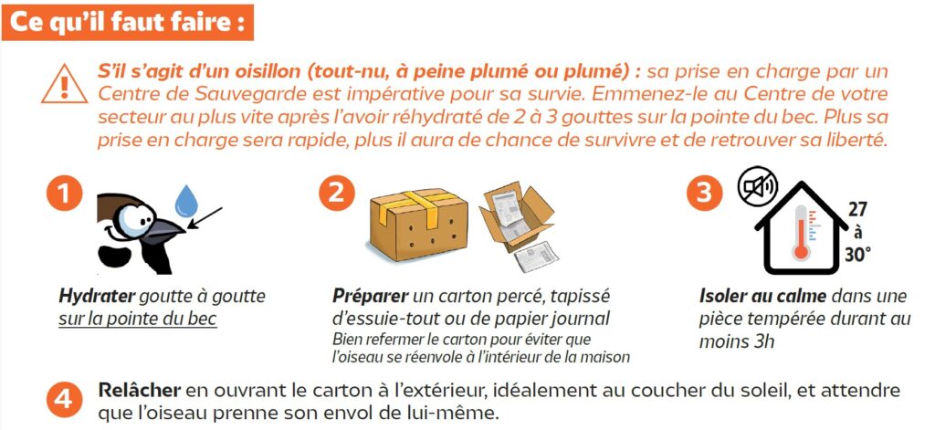 Extrait de la fiche conseil LPO " Canicule" - © LPO Aura