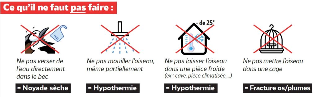 Extrait de la fiche conseil LPO " Canicule" - © LPO Aura
