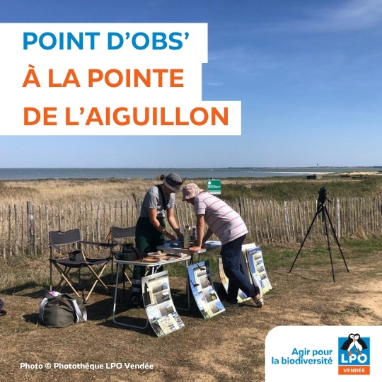 Oiseaux migrateurs - Point d'observation à La Pointe