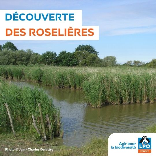 À la découverte des roselières