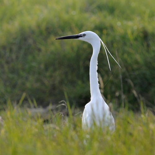 Petits et grands échassiers à Noirmoutier