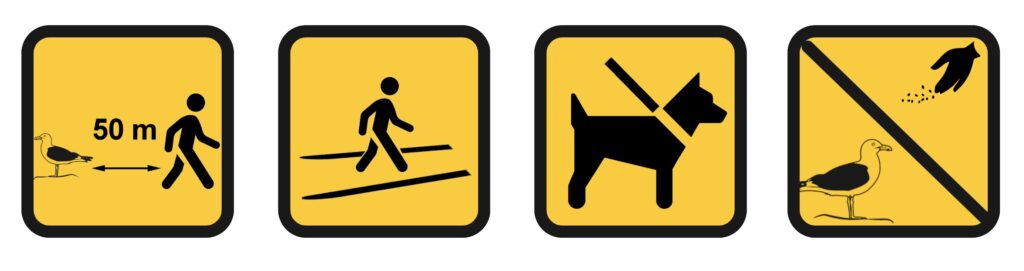 Goéland en danger : quelques conseils - © LPO Vendée